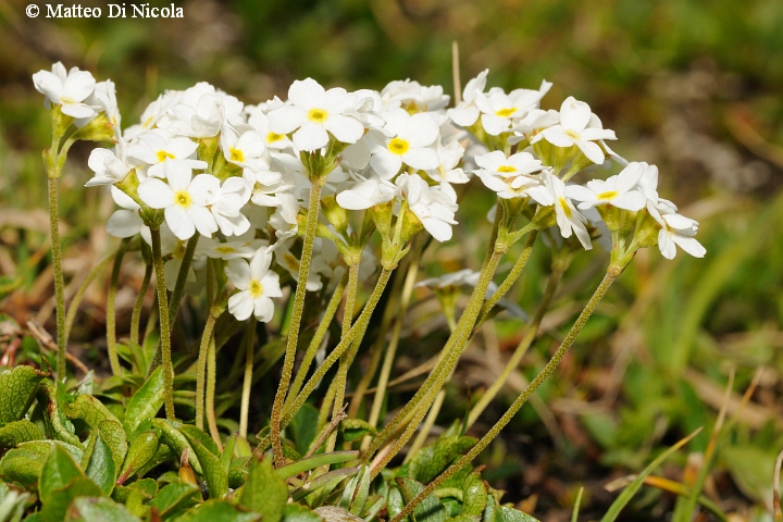 un po'' di flora dal Gavia